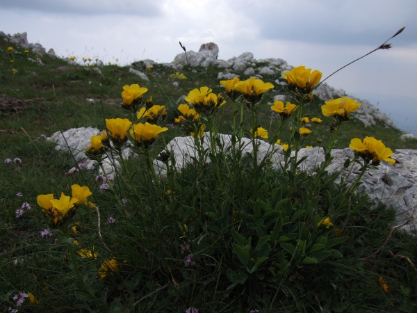 Fioriture in quota